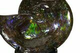 Museum Quality Ammonite (Ammolite) Fossil - Rare Purple! #313395-3